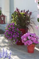 Rote Töpfe bepflanzt mit Petunia Perfectunia 'Pink', Petunia Calimero 'Purple'