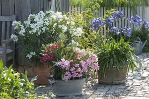 Patio with potted plants and decorative lilies