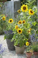 Self-sown sunflowers
