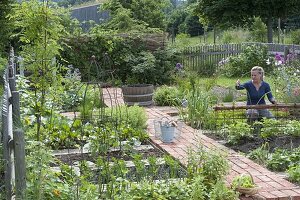 Growing sugar pea 'Ambrosia' in an organic garden