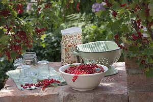 Frisch gepflückte rote Johannisbeeren (Ribes rubrum) in Schale