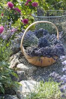 Basket with freshly cut lavender (Lavandula)