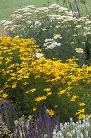 Coreopsis verticillata 'Zagreb' (Mädchenauge) und Achillea filipendulina