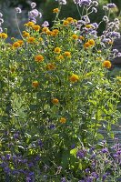 Heliopsis helianthoides var scabra 'Asahi' (Stuffed Sun Eye)