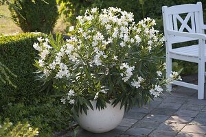 Nerium oleander 'Soeur Agnes' (White oleander)
