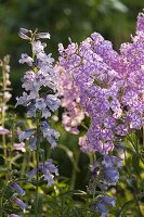 Phlox maculata 'Natascha' (meadow phlox) in the cottage garden