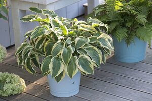 Terrace with shade-loving plants