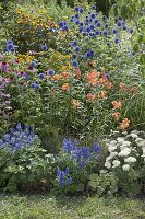 Perennial border with Echinops ritro (globe thistle), Lilium tigrinum (tiger lily)