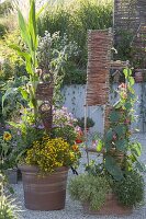 Zuckermais mit Sommerblumen in Terracottakübel