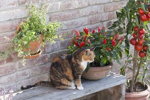 Katze Minka neben Paprika, Peperoni, Chili (Capsicum annuum) auf Holzbank