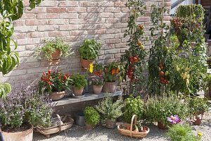 Paprika, Peperoni, Chili (Capsicum annuum) auf Holzbank, Petroselinum