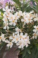 Nerium oleander 'Thalia' (Oleander)