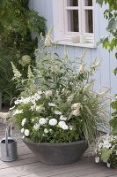 Gray bowl with white-flowering plants, Buddleja Buzz 'Ivory'