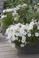 Grey pot planted with Petunia Perfectunia 'White' (Petunia)