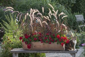 Holzkasten bepflanzt mit Pennisetum setaceum 'Rubrum'