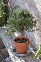 Thyme (Thymus vulgare) as a stem pulled in clay pot