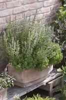 Terracotta box with hyssop and oregano