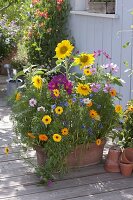 Variegated summer flower mix 'Moessinger Sommer', sow in a box