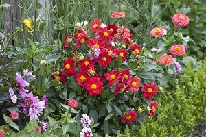 Dahlienknollen in Beet mit Buchs-Einfassung legen