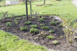 Planting a bed with shrub hydrangeas