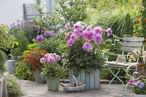 Wooden box and tin bucket planted with Dahlia (dahlias) and Zinnia (zinnias)