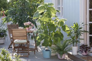 Zimmerpflanzen in der Sommerfrische auf Schattenterrasse