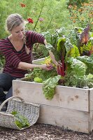 Woman harvesting chard 'Bright Lights' (Beta vulgaris)