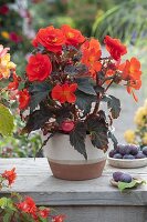 Begonia tuberhybrida (Knollenbegonie)