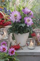 Dahlia (dahlias) and Sorbus (rowan), lanterns