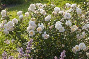 Rosa 'Crocus Rose', Englische Rose, bis 130 cm hoch köstlicher Duft