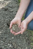 Prairiebeet mit einjaehrigen Sommerblumen anlegen