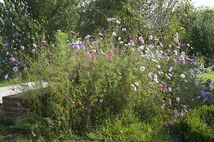 Planting a prairie bed with annual summer flowers