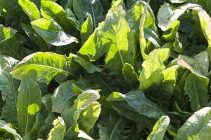 Chicory 'Edeloof' (Cichorium intybus)