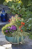 Türkise Schale mit Carex 'Supergold' (Bunt-Segge), Aster (Herbstaster)