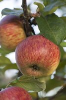 Apfel Rheinischer Winterrambur (Malus domestica) auch Jaegerapfel