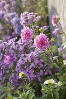 Aster (autumn black) and Dahlia (dahlia)