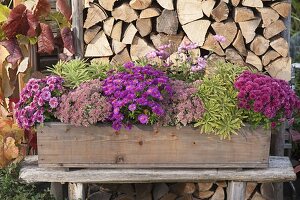 Wooden balcony box with Chrysanthemum 'Kifix' 'Pan' (autumn chrysanthemums)