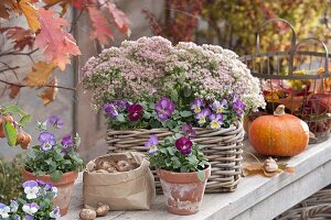 Korb herbstlich bepflanzt mit Sedum telephium 'Herbstfreude' (Fetthenne)