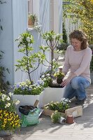 Planting dwarf pear 'Garden Pearl' in white containers