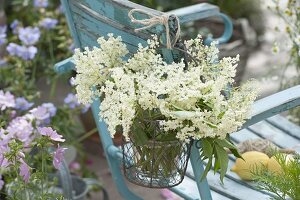 Small bouquet of elderberry (Sambucus nigra) hung on the back of a chair