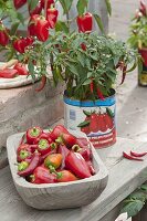 Wooden bowl with freshly harvested peppers and chillies (Capsicum)