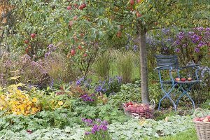 Stuhl unterm Apfelbaum (Malus) im Staudenbeet mit Alchemilla