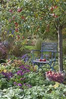 Stuhl unterm Apfelbaum (Malus) im Staudenbeet mit Alchemilla