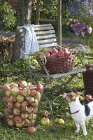 Apple harvest in autumn garden