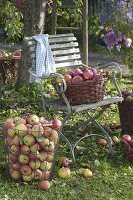 Apple harvest in autumn garden