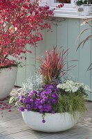 White bowl with Imperata cylindrica 'Red Baron' (Japanese red grass)