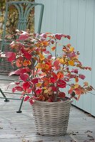 Fothergilla major (Tall featherbush shrub) in basket