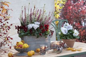 Zinc jardiniere with Calluna 'Twin-Girls' (budding broom heather)