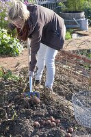 Kartoffeln anbauen im Biogarten