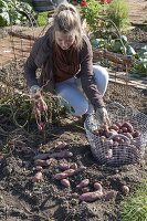 Growing potatoes in an organic garden